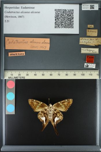 Media type: image;   Entomology 15317